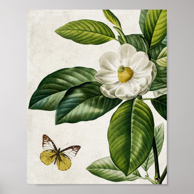 Vintage Magnolia Flower and Butterfly Wall Art (Front)
