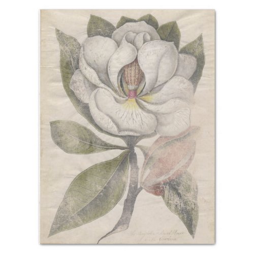 Vintage Magnolia Flower Botanical Decoupage Tissue Paper