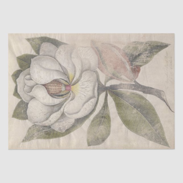 Vintage Magnolia Flower Botanical Decoupage Tissue Paper (Front)