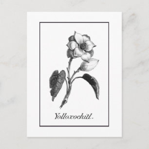 Vintage magnolia flower etching card
