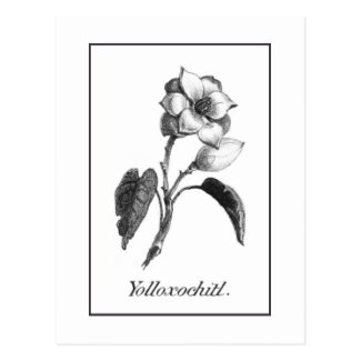 Vintage magnolia flower etching card