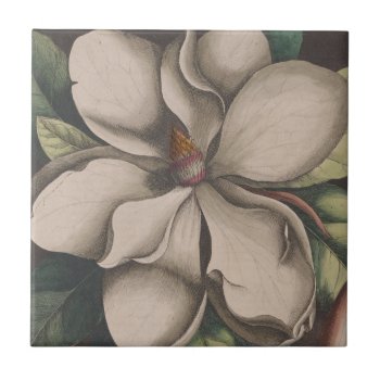Vintage Magnolia Flower Illustration Ceramic Tile by Sideview at Zazzle