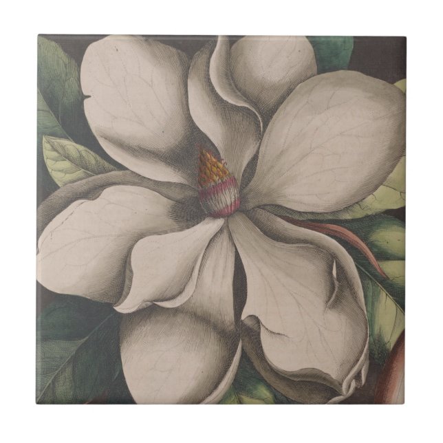 Vintage Magnolia Flower Illustration Ceramic Tile (Front)