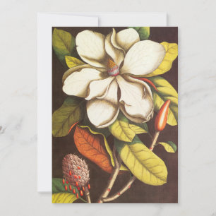 Vintage Magnolia Flowers Plant With Seeds