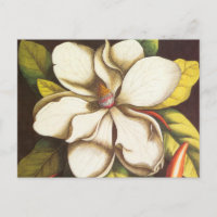 Vintage Magnolia Flowers Plant With Seeds