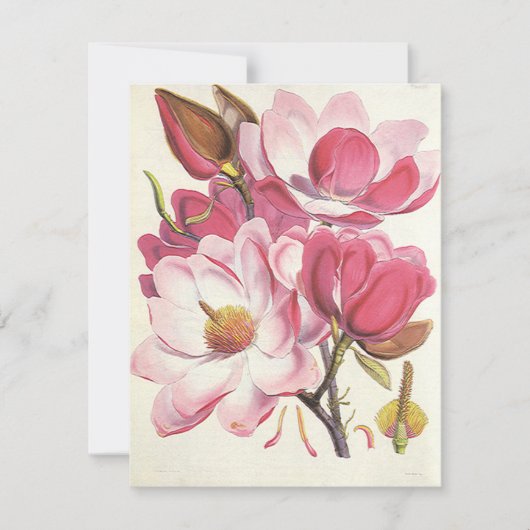 Vintage Magnolia Tree Blossom, Pink Garden Flowers (Front)