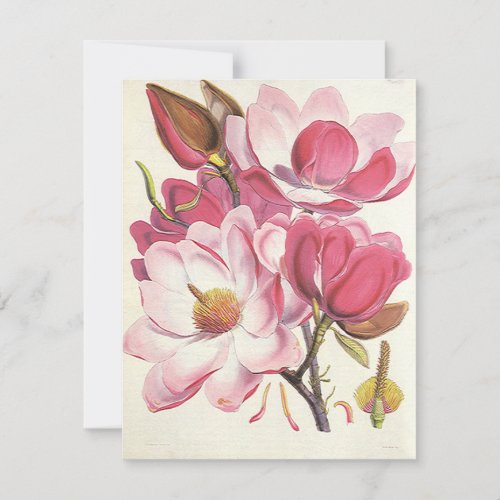 Vintage Magnolia Tree Blossom Pink Garden Flowers