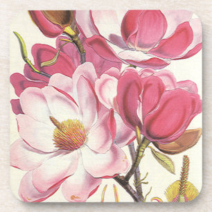 Vintage Magnolia Tree Blossom, Pink Garden Flowers Drink Coaster