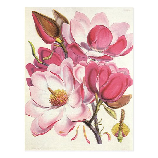 Vintage Magnolia Tree Blossom Pink Garden Flowers Postcard