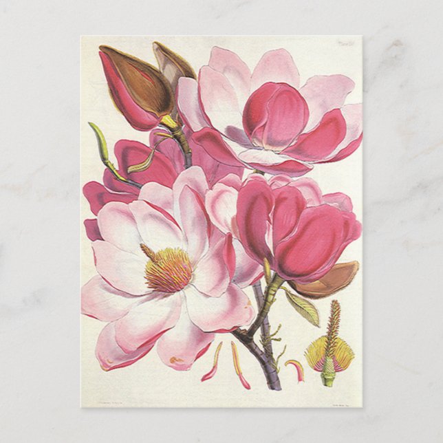 Vintage Magnolia Tree Blossom, Pink Garden Flowers Postcard (Front)