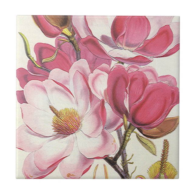 Vintage Magnolia Tree Blossom, Pink Garden Flowers Tile (Front)