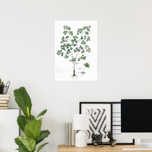 Vintage Maidenhair Fern Botanical Illustration Poster