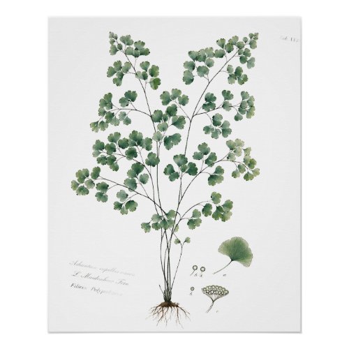 Vintage Maidenhair Fern Botanical Illustration Poster
