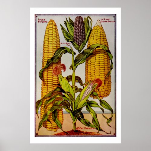 Vintage Maize Corn Corncobs Illustrations Poster
