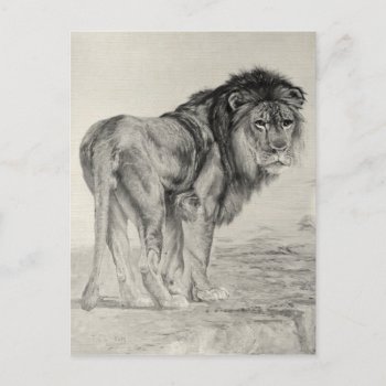 Vintage Majestic Lion Postcard by BluePress at Zazzle