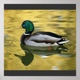 Vintage Mallard Duck Art Print Poster