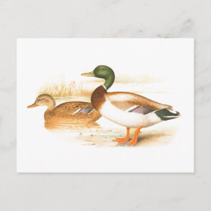 Vintage Mallard Duck Illustration Postcard