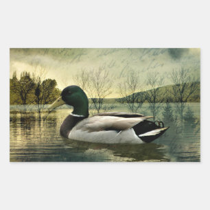 Vintage Mallard Duck Weathered Postcard Rectangular Sticker