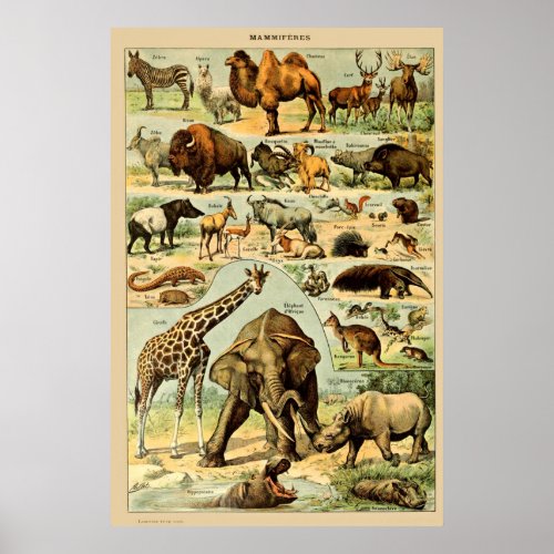 Vintage Mammals Animals Old Illustration Art Poster