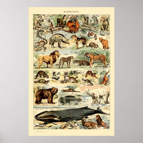 Vintage Mammals by Adolphe Millot Poster