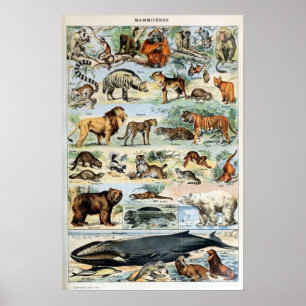 Vintage Mammals of the World Poster