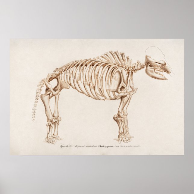 Vintage Mamoth  Illustration Poster (Front)