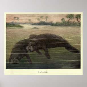 Vintage Manatee Painting (1909) Poster