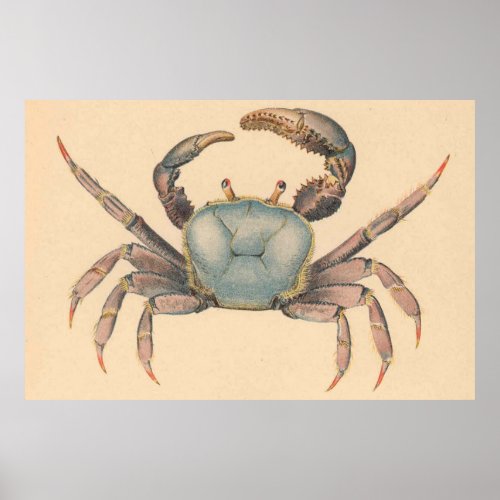 Vintage Mangrove Crab Illustration 1902 Poster