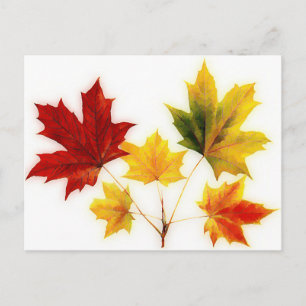 vintage maple leaves postcard