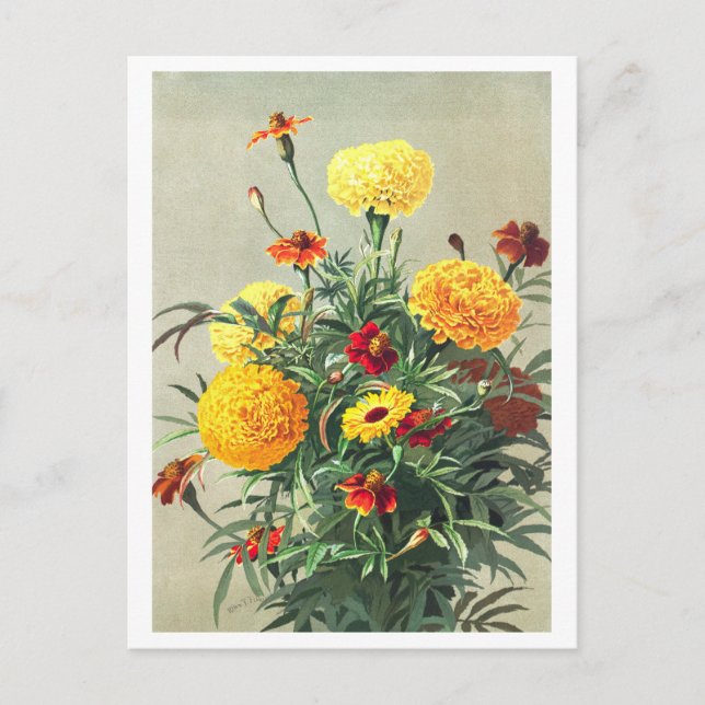 Vintage Marigold Postcard (Front)