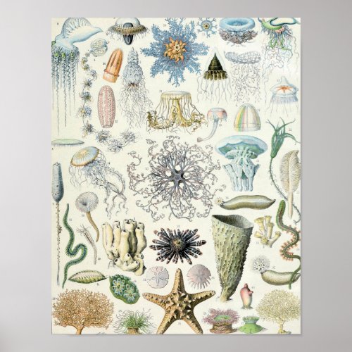 Vintage Marine Life Illustration Poster