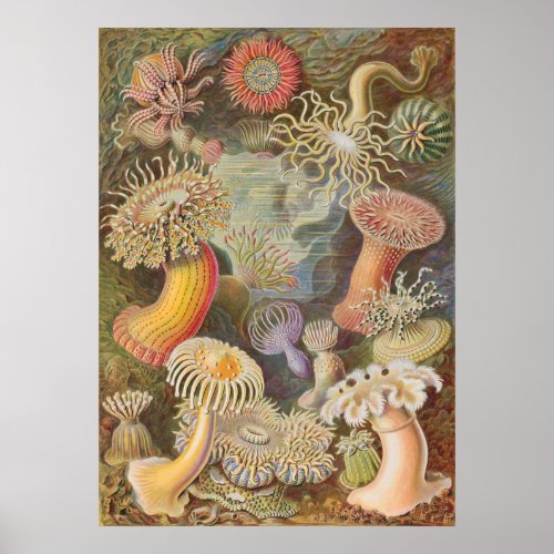 Vintage Marine Life Illustration Poster