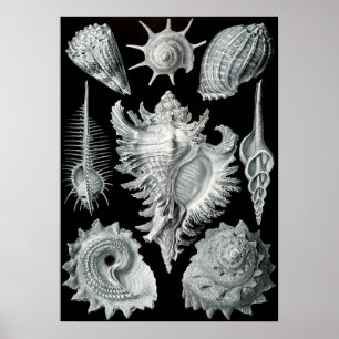 Vintage Marine Life Illustration Poster