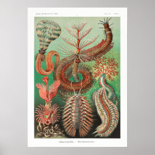 Vintage Marine Life Illustration Poster