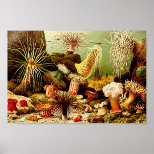 Vintage Marine Life Illustration Poster