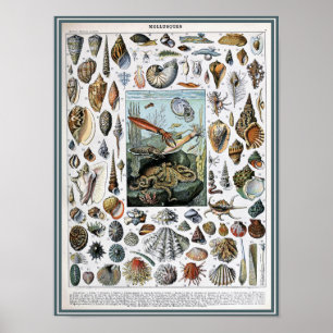 Vintage Marine Life Illustration Poster