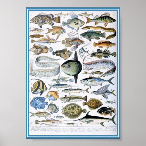 Vintage Marine Life Illustration Poster