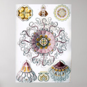 Vintage Marine Life Illustration Poster