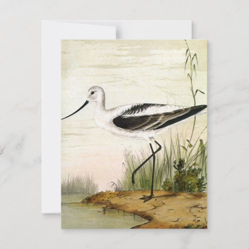 Vintage Marine Life Shorebirds Avocet Birds