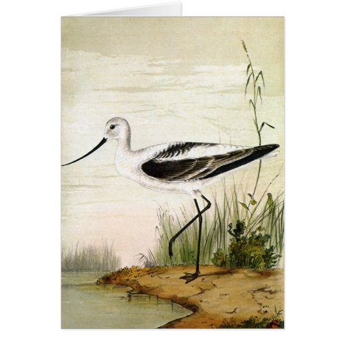 Vintage Marine Life Shorebirds Avocet Birds