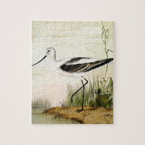 Vintage Marine Life Shorebirds Avocet Birds Jigsaw Puzzle