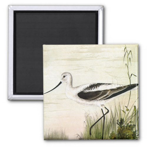 Vintage Marine Life Shorebirds Avocet Birds Magnet