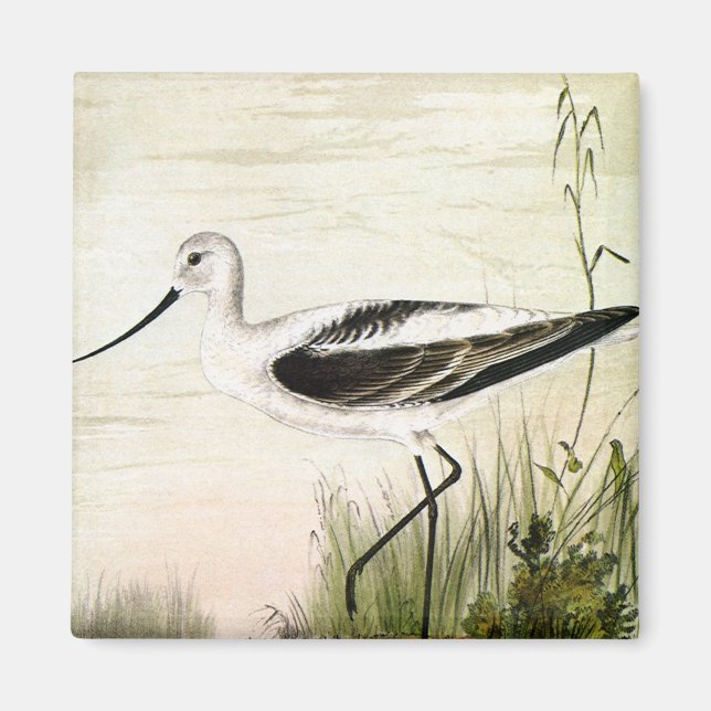 Vintage Marine Life Shorebirds, Avocet Birds Magnet (Front)