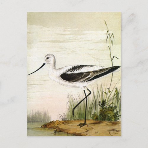 Vintage Marine Life Shorebirds Avocet Birds Postcard