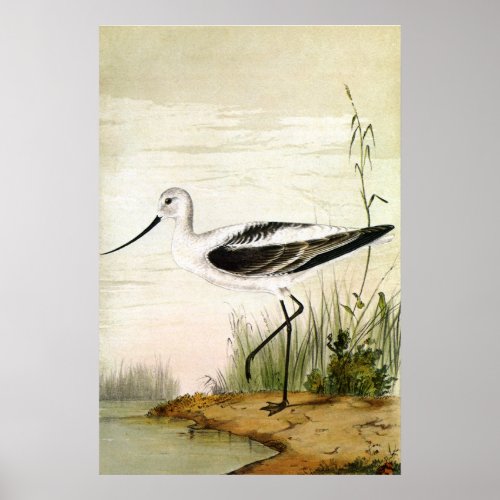 Vintage Marine Life Shorebirds Avocet Birds Poster