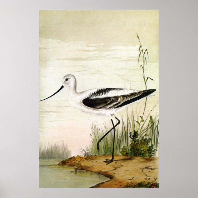 Vintage Marine Life Shorebirds, Avocet Birds Poster (Front)
