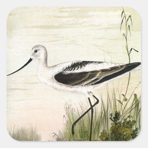 Vintage Marine Life Shorebirds Avocet Birds Square Sticker