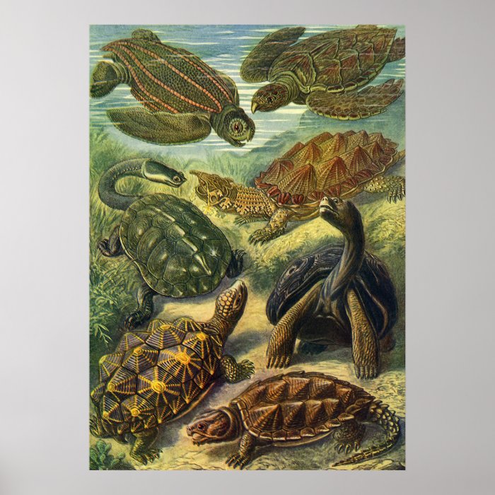 Vintage Marine Reptiles, Sea Turtles Land Tortoise Print