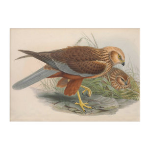 Vintage Marsh Harrier Bird_GC - Acrylic Wall Art