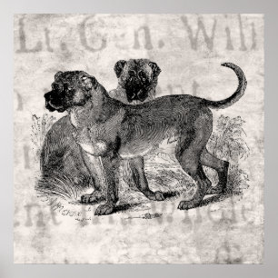 Vintage Mastiff Dog 1800s Mastiffs Dogs Templates Poster